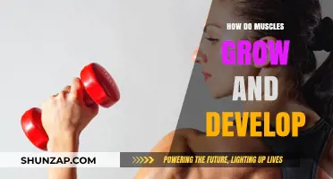 Muscle Growth Explained: How Muscles Develop and Strengthen Over Time