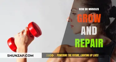 Muscle Growth and Repair: Unlocking the Science Behind Strength and Recovery