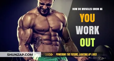 Unleashing Muscle Growth: Understanding Workout-Induced Hypertrophy Mechanisms