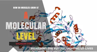 Unveiling Muscle Growth: Molecular Mechanisms Behind Strength and Size
