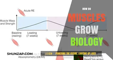 Muscle Growth Explained: The Science Behind Strength and Size