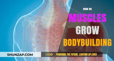 Unleashing Muscle Growth: The Science Behind Bodybuilding Strength Gains