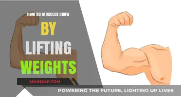 Unleash Muscle Growth: The Science Behind Weight Lifting and Hypertrophy