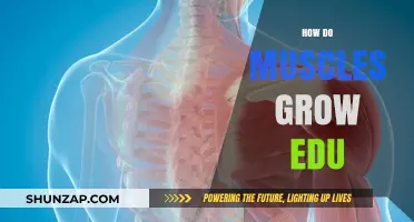 Understanding Muscle Growth: Science Behind Hypertrophy and Strength Training