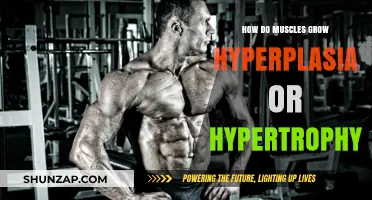 Muscle Growth Explained: Hyperplasia vs. Hypertrophy - Which Drives Size?