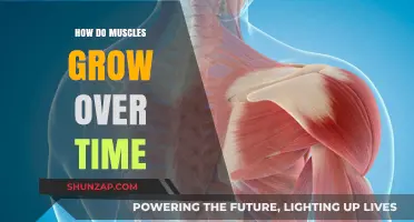 Unraveling Muscle Growth: The Science Behind Strength and Size Development