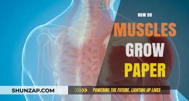 Understanding Muscle Growth: The Science Behind Strength and Size