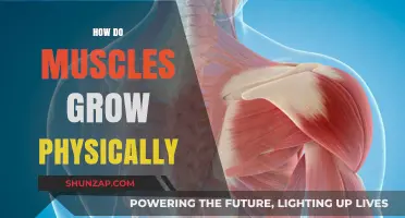 Understanding Muscle Growth: The Science Behind Physical Strength Development