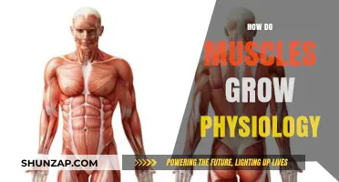 Muscle Growth Explained: The Science Behind Strength and Size
