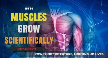 Muscle Growth Explained: The Science Behind Strength and Size