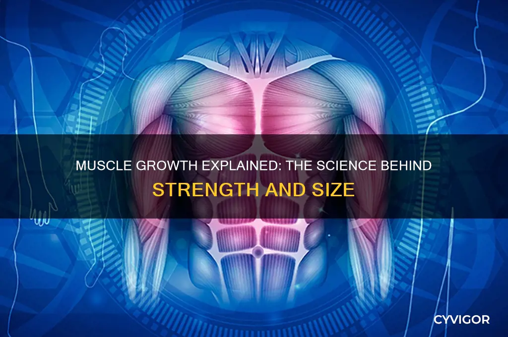 how do muscles grow scientifically