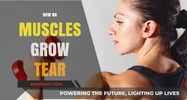 Muscle Growth Unveiled: Understanding the Science Behind Tears and Repair