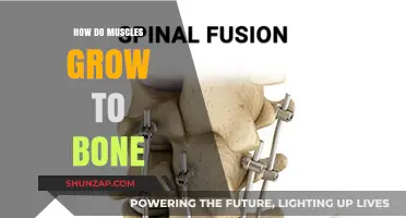 Muscle-to-Bone Fusion: Unraveling the Science of Growth and Attachment