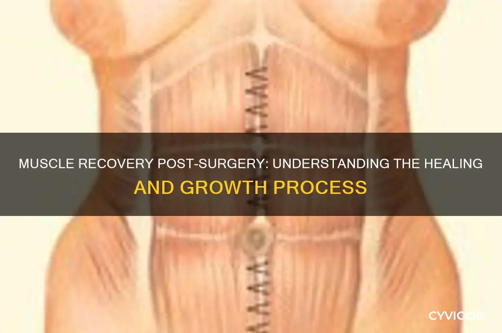 how do muscles grow together after surgery