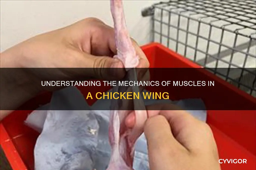 how do muscles in a chicken wing work