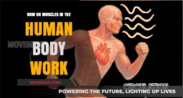Understanding Muscle Function: How Human Body Muscles Work and Move