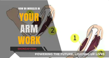 Understanding Arm Muscle Mechanics: How They Contract and Move