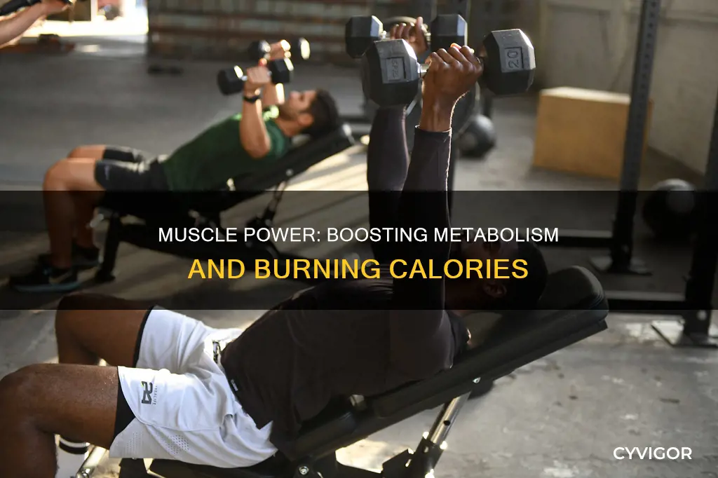 how do muscles increase metabolism