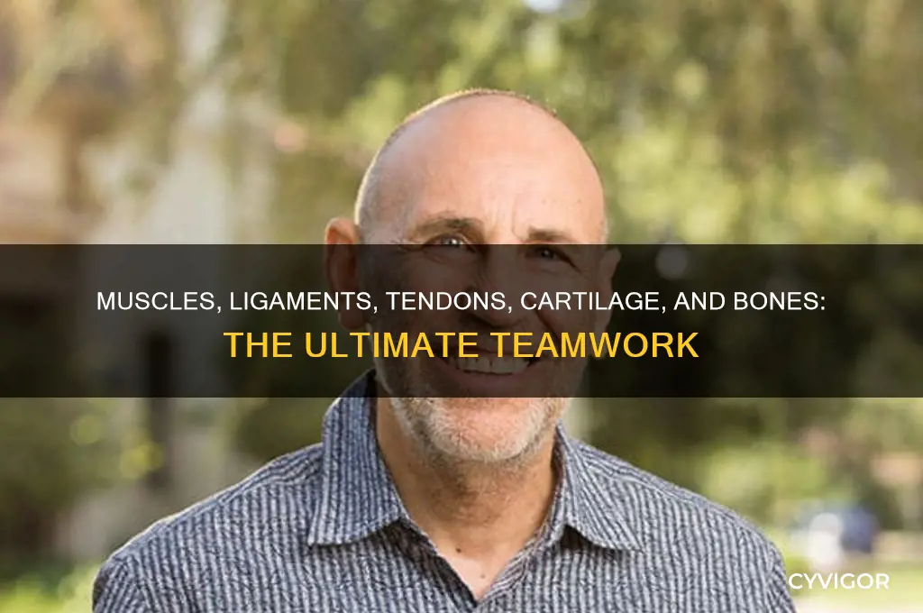 how do muscles ligaments tendons cartilage and bones work together
