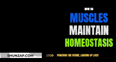 Muscle Homeostasis: The Intricate Balance of Human Physique