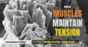 Muscle Tension Maintenance: Understanding the Intricate Process