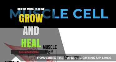 Muscle Mechanics: Movement, Growth, and Healing Explained