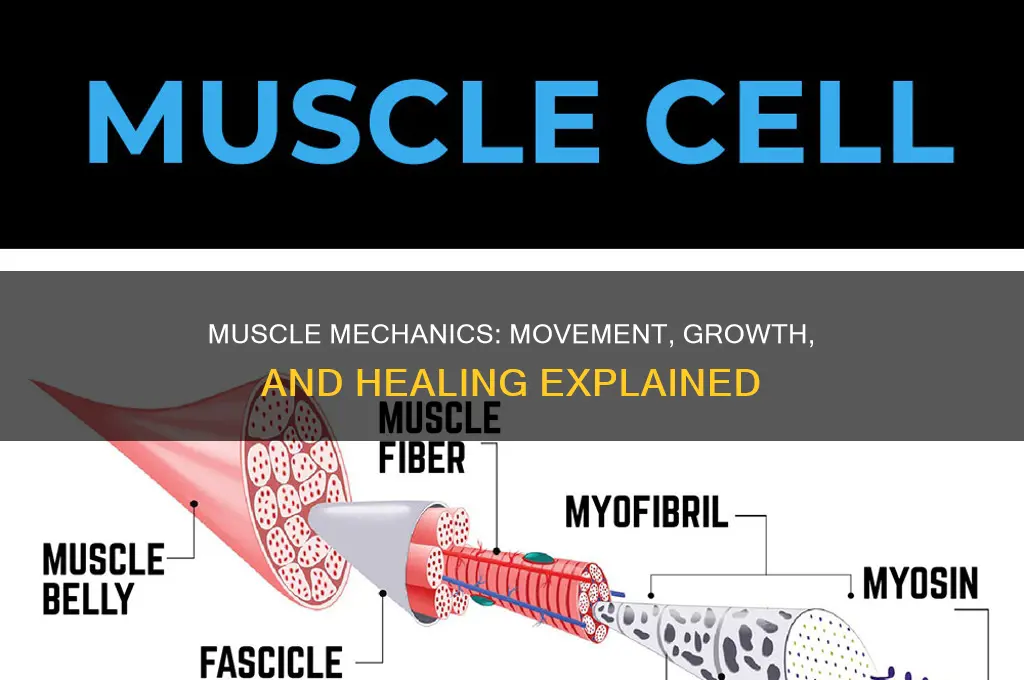 how do muscles move grow and heal