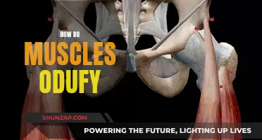 Understanding Muscle Growth: The Science Behind Muscle Development