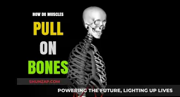 Muscle Mechanics: How Muscles Pull on Bones to Enable Movement