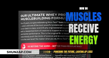 Muscle Energy Sources: Powering Human Movement