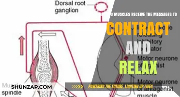 Unraveling Muscle Communication: How Contraction and Relaxation Signals Work