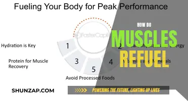 Muscle Refueling: What, When, and How to Eat for Recovery