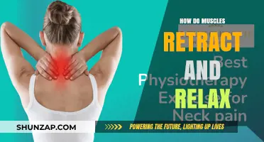 Muscle Mechanics: Understanding Retraction and Relaxation Processes