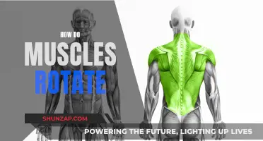 Understanding Muscle Rotation: The Science of Movement