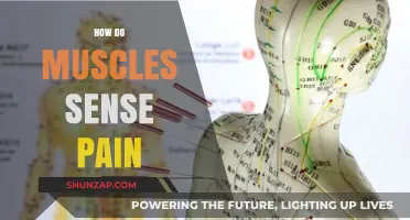 Understanding Muscle Pain: How Muscles Detect and Signal Discomfort