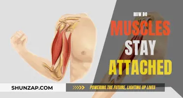 The Intricate Attachment of Muscles in the Human Body