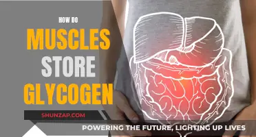 Muscle Glycogen Storage: Understanding the Process