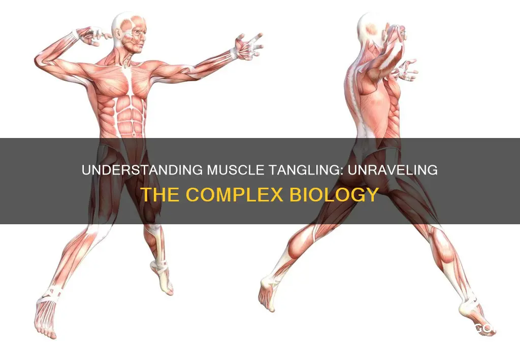 how do muscles tangle