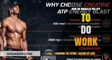 How Muscles Harness ATP for Energy and Movement