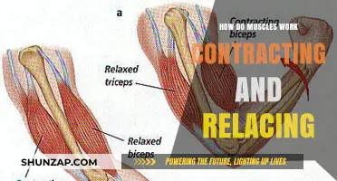 Muscle Mechanics: Understanding Contraction and Relaxation for Optimal Function