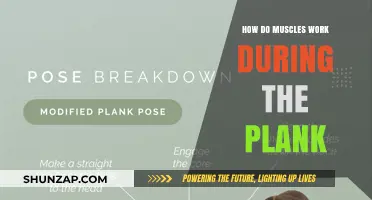 Understanding Muscle Activation and Endurance in the Plank Exercise