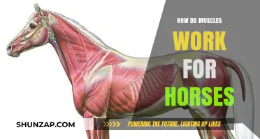 Understanding Equine Muscle Function: How Horses' Muscles Work and Perform
