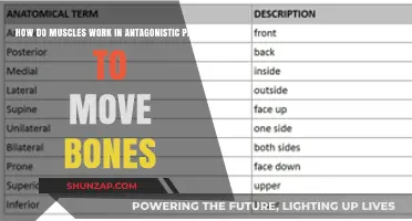 Muscle Mechanics: Antagonistic Pairs and Bone Movement Explained