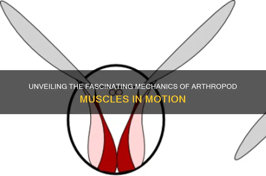 how do muscles work in arthropods