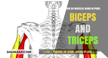 Biceps and Triceps: How Muscles Work in Pairs for Movement