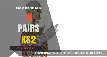 How Muscles Work Together: KS2 Guide to Muscle Pairs