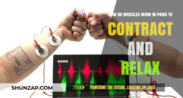 Muscle Synergy: Understanding Contraction and Relaxation in Paired Motion