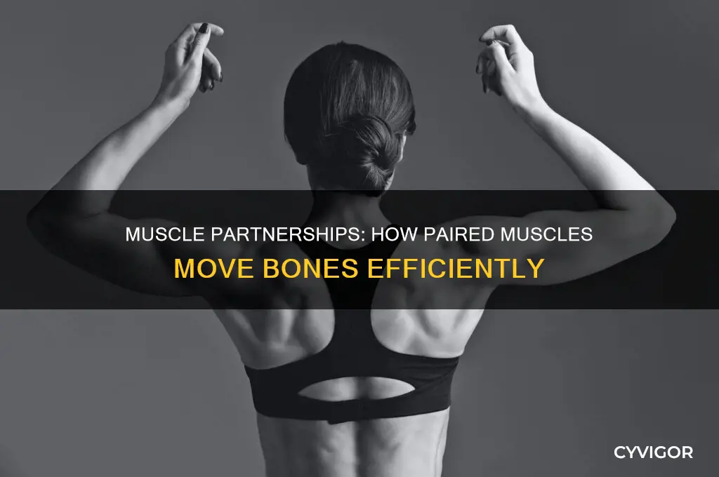 how do muscles work in pairs to move a bone