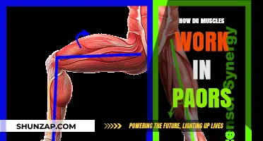Understanding Muscle Function in Pairs: Synergistic Movement Explained