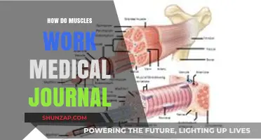 Understanding Muscle Function: Insights from Medical Research and Physiology